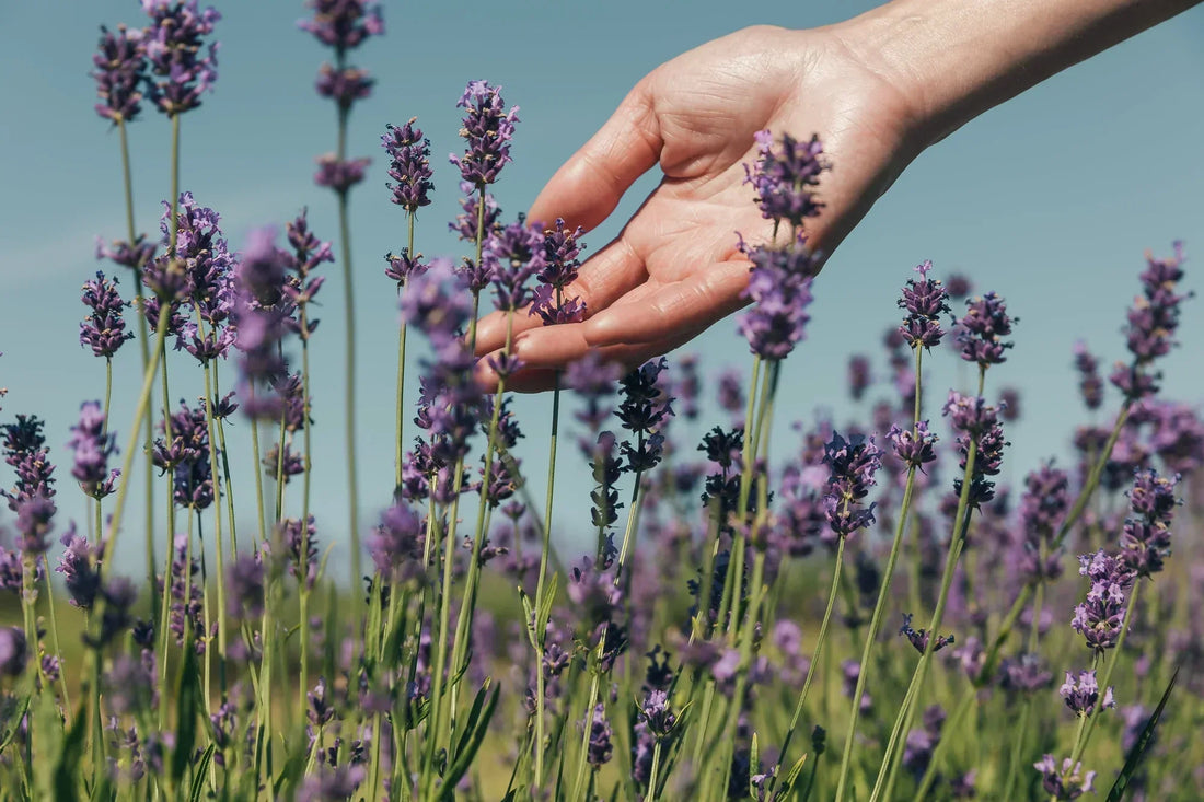 Lavender Ritual for Your Skincare