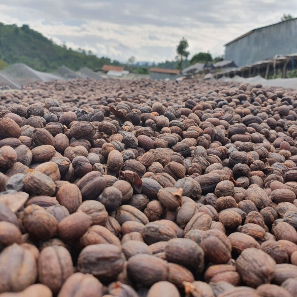 Βιολογικοί κόκκοι καφέ Fair Trade Αιθιοπία Σιντάμο 250 γρ